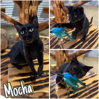 Mocha- SPONSORED- silo - Photo 1