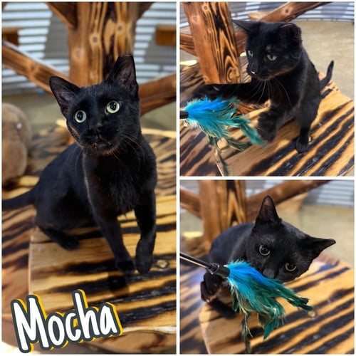 MOCHA- SPONSORED- SILO - Domestic Short Hair available for adoption