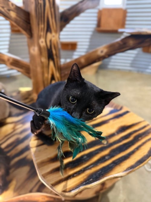 MOCHA- SPONSORED- SILO - Domestic Short Hair available for adoption