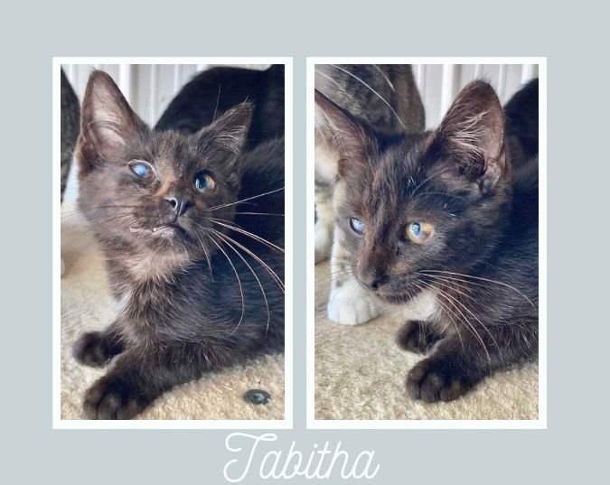 TABITHA - Domestic Short Hair available for adoption