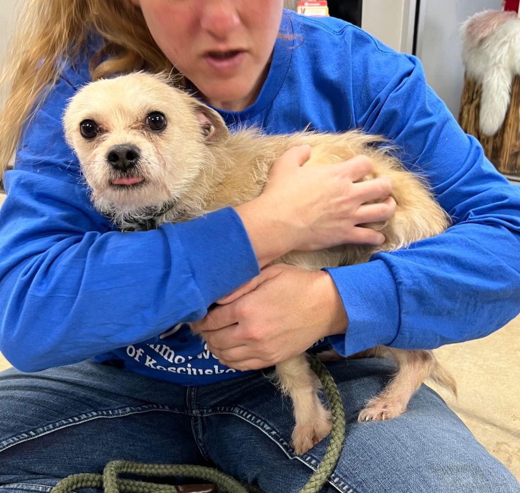 OLLIE - Terrier available for adoption