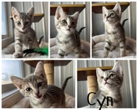 Cyn - Photo 1
