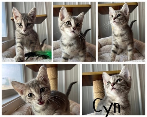 CYN - Domestic Short Hair available for adoption