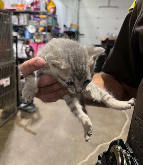 CYN - Domestic Short Hair available for adoption