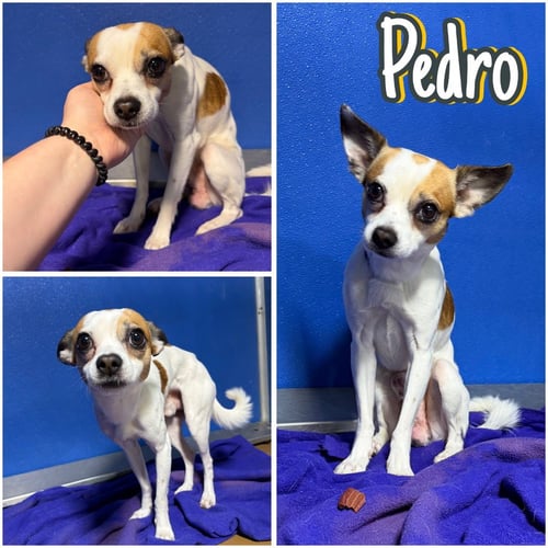 PEDRO - Jack Russell Terrier / Chihuahua available for adoption