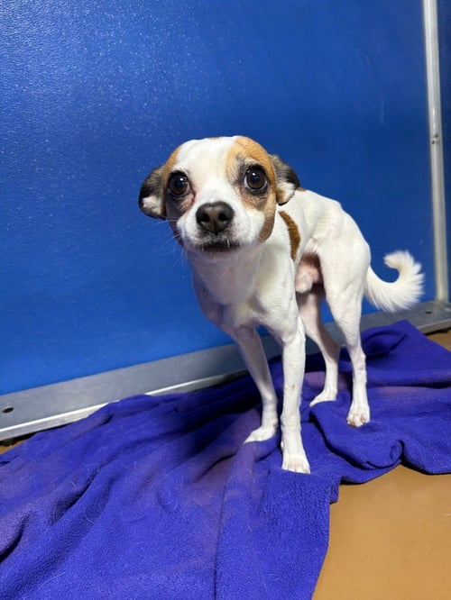 PEDRO - Jack Russell Terrier / Chihuahua available for adoption