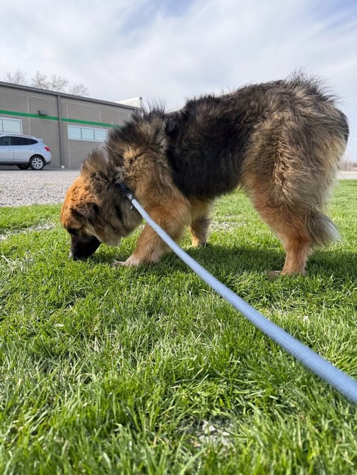 JOURNEY - Australian Shepherd available for adoption