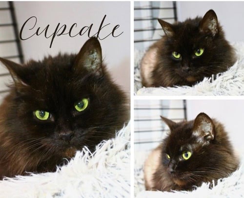 CUPCAKE - Domestic Medium Hair available for adoption