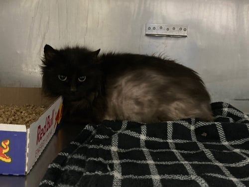 CUPCAKE - Domestic Medium Hair available for adoption