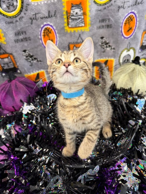 KUNG PAO CHICKEN - Domestic Short Hair available for adoption