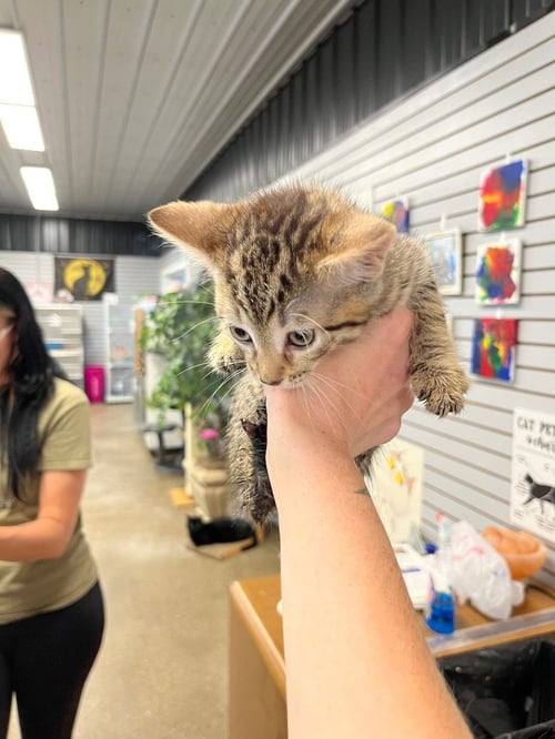 KUNG PAO CHICKEN - Domestic Short Hair available for adoption