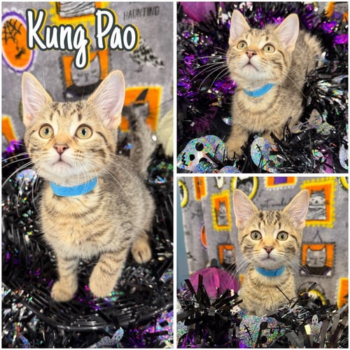 KUNG PAO CHICKEN - Domestic Short Hair available for adoption