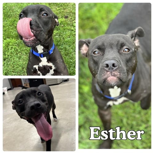 ESTHER - American Staffordshire Terrier available for adoption