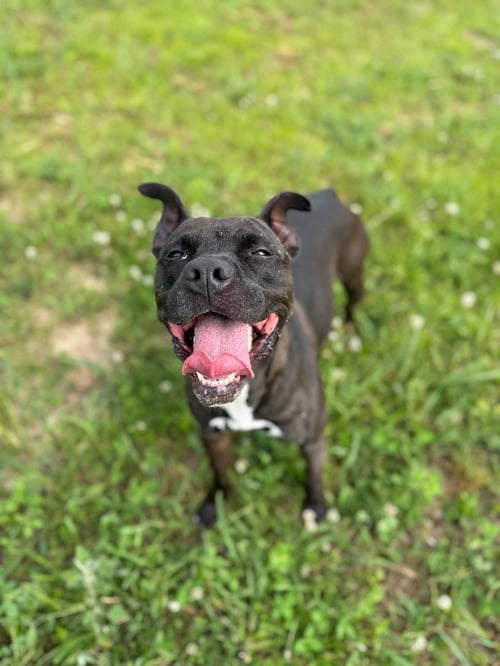 ESTHER - FEE WAIVED - American Staffordshire Terrier available for adoption