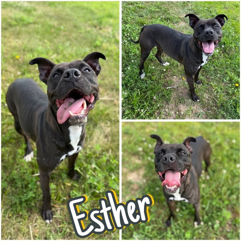 Esther - Fee Waived Image
