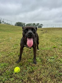 Esther - Fee Waived - Photo 2
