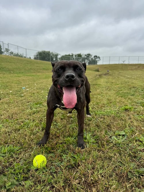 ESTHER - FEE WAIVED - American Staffordshire Terrier available for adoption