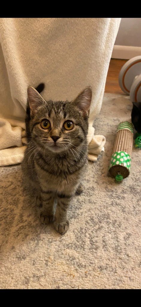 BETTY - Domestic Short Hair available for adoption