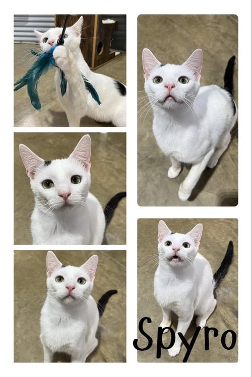 SPYRO - Domestic Short Hair available for adoption