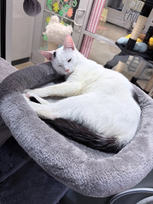 SPYRO - Domestic Short Hair available for adoption