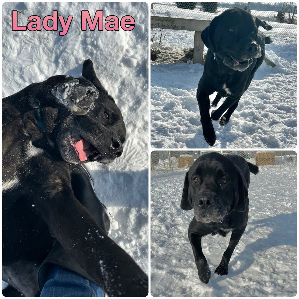 LADY MAE - Cane Corso Mastiff / Newfoundland Dog available for adoption