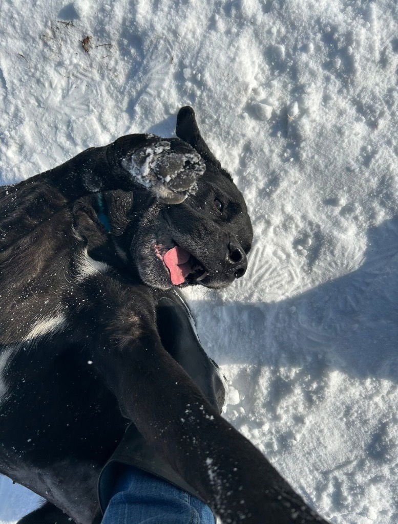 LADY MAE - Cane Corso Mastiff / Newfoundland Dog available for adoption