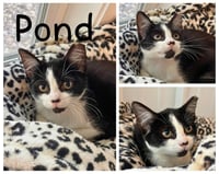 Pond - Photo 1