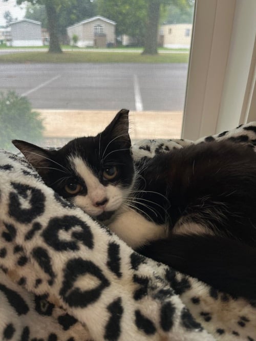 POND - Domestic Short Hair available for adoption