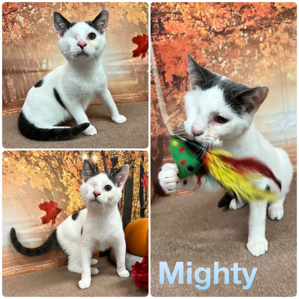 MIGHTY - Domestic Short Hair available for adoption