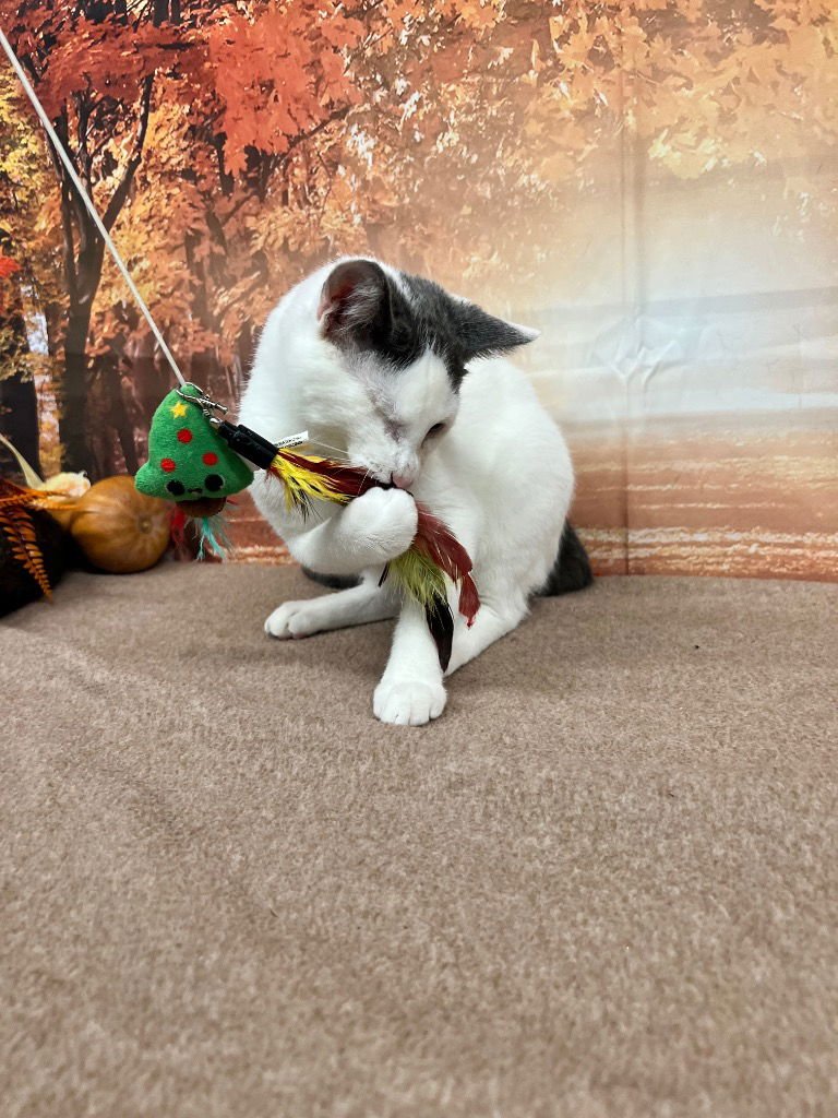 MIGHTY - Domestic Short Hair available for adoption