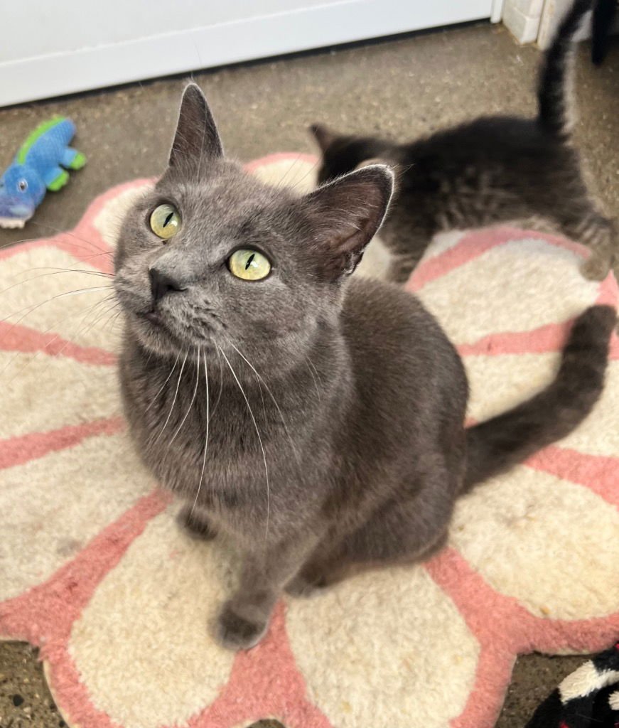 LUNA (DOVE) - Domestic Short Hair available for adoption