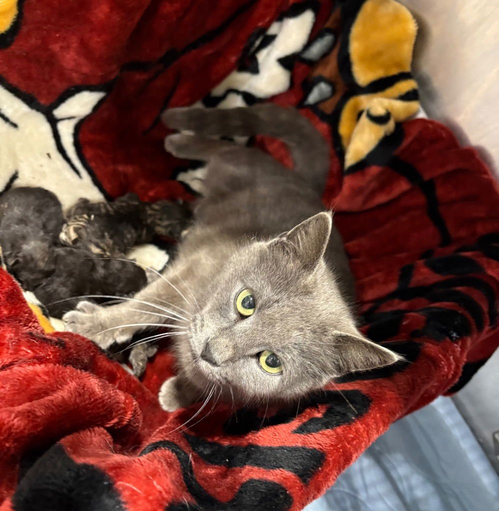 LUNA (DOVE) - Domestic Short Hair available for adoption