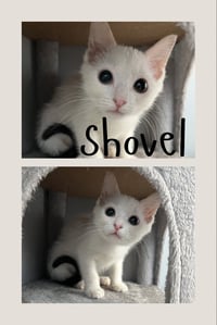 Shovel - Photo 1