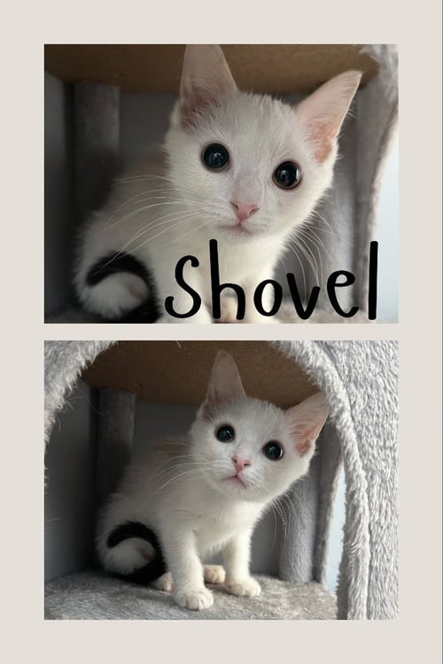 SHOVEL - Domestic Short Hair for adoption in Fort Wayne