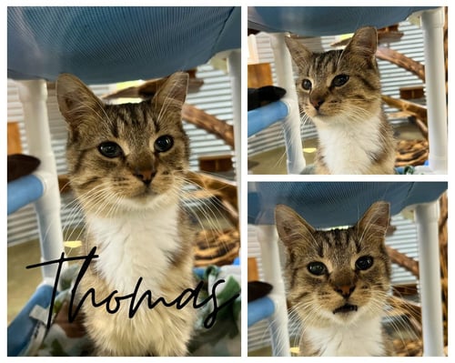 THOMAS - Domestic Short Hair available for adoption