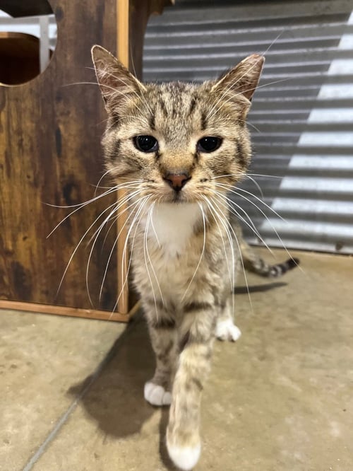 THOMAS - Domestic Short Hair available for adoption
