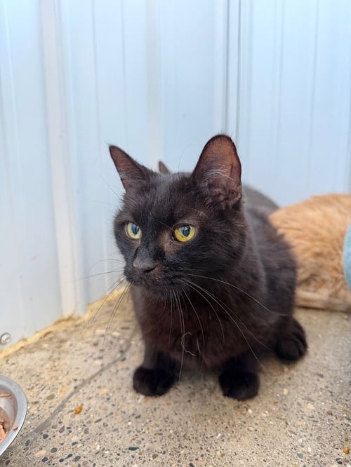 BUTTHEAD - Domestic Short Hair available for adoption