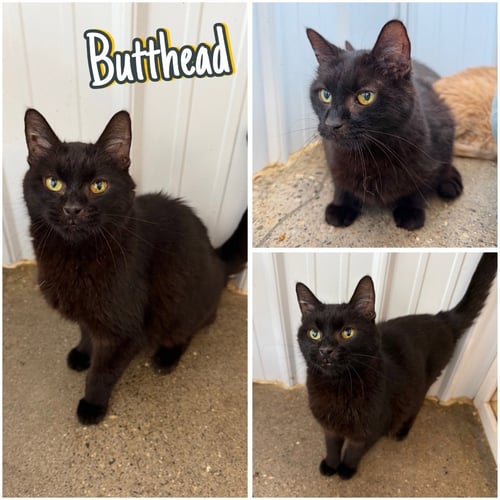 BUTTHEAD - Domestic Short Hair available for adoption