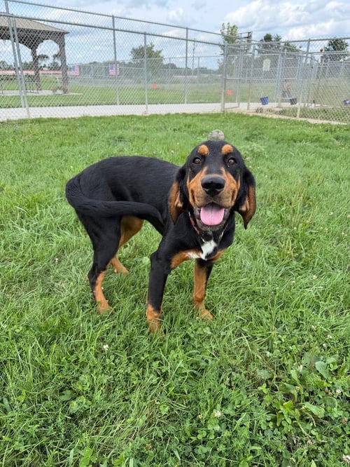 JOLENE - Hound available for adoption