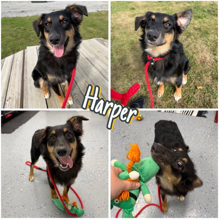 Harper - In foster - Call for appt Image