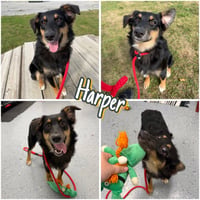 Harper - In foster - Call for appt - Photo 1