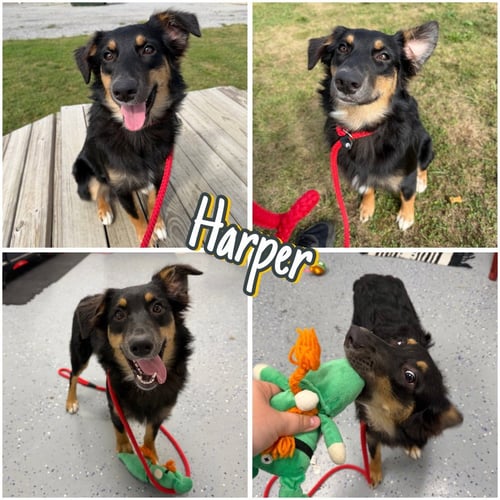HARPER - IN FOSTER - CALL FOR APPT - Australian Shepherd available for adoption