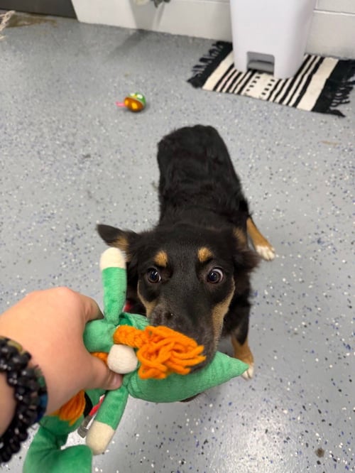 HARPER - IN FOSTER - CALL FOR APPT - Australian Shepherd available for adoption