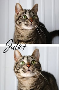 Juliet - Photo 1