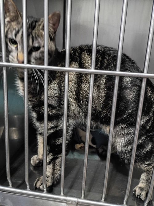 JULIET - Domestic Short Hair available for adoption