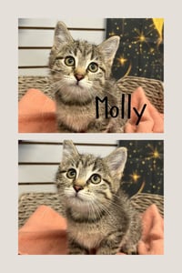 Molly - Photo 1