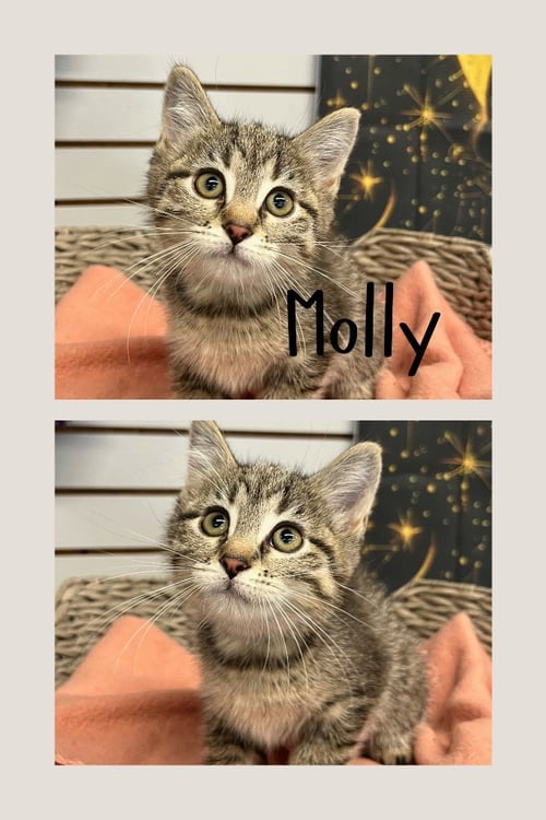 MOLLY - Domestic Medium Hair for adoption in Fort Wayne