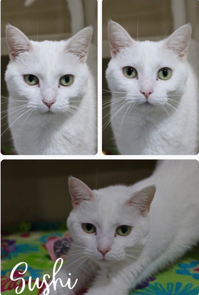 SUSHI- SHOP CAT - Domestic Short Hair available for adoption