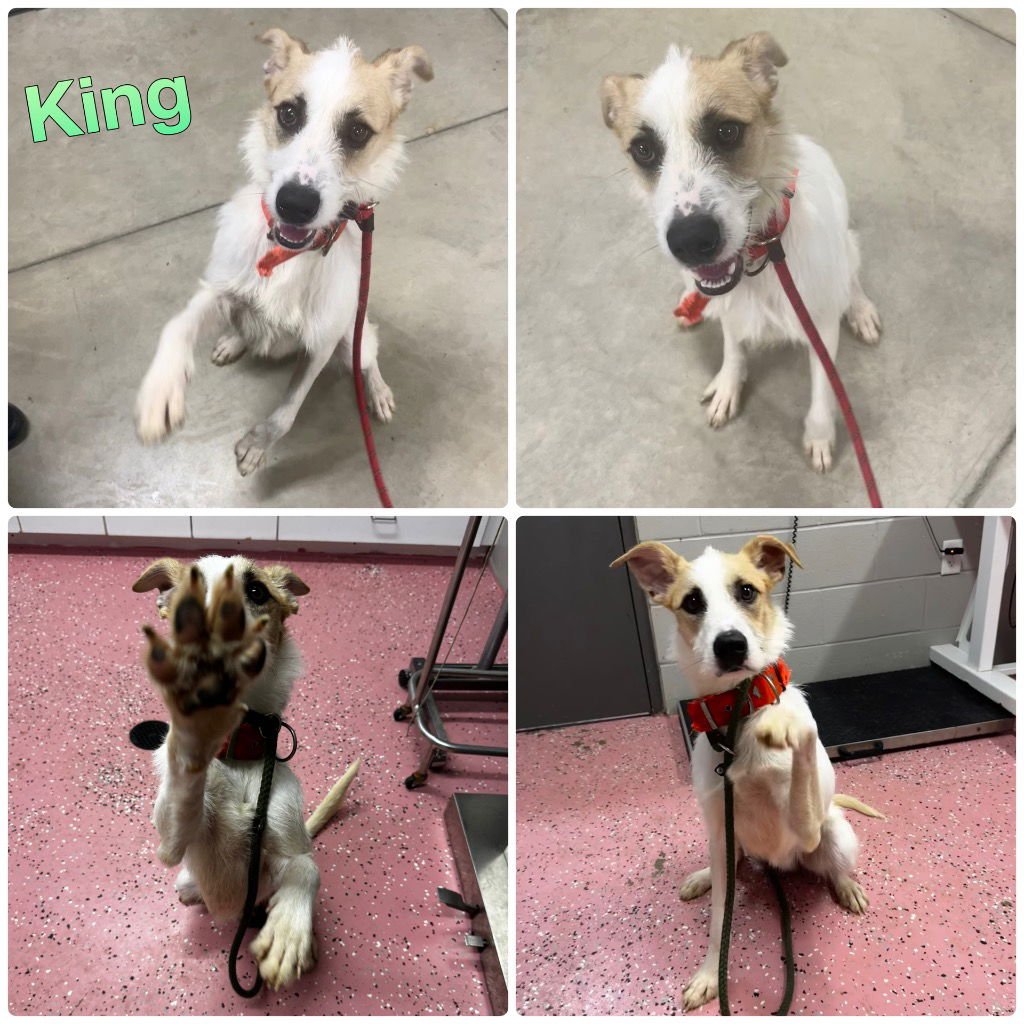 KING - Airedale Terrier available for adoption