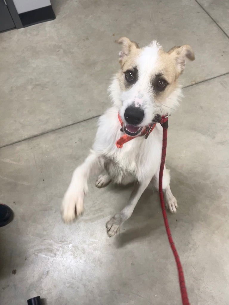 KING - Airedale Terrier available for adoption